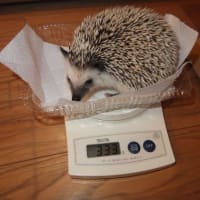 ノッコちゃん