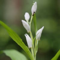 五味池破風高原のレンゲツツジ。グンバイヅル・ササバギンラン。クロムネアオハバチ・コルリクワガタ（妻女山里山通信）