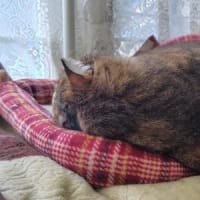 妙に静かだね～(。´･ω･)?