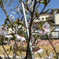 葉桜