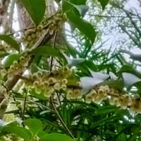 ヒサカキと新見南吉の”ごんぎつね”