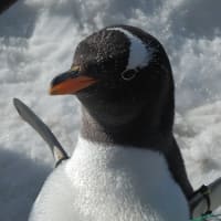 ジェンツーペンギン