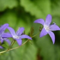地上の蒼い星きらり。