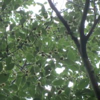 ブナ開花（結実） in 大厳寺高原　調査報告