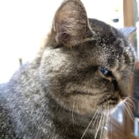 猫背