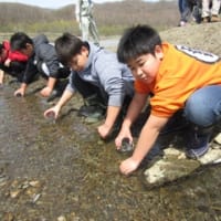 アイヌ文化とサケの関わり　二風谷小児童がサケ稚魚放流【平取】