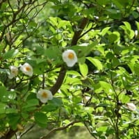 蒸し暑い　イジュの花咲く吉野公園　2025/06/13（鹿児島）