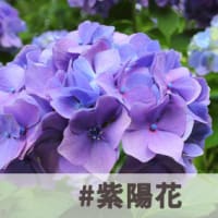 【今週のお題】#紫陽花 投稿募集中