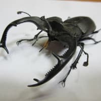 ノゲイラゾウカブト - 昆虫採集記