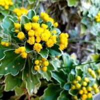 　～～ヒイラギ、ツバキ、サザンカ、クチナシの実～～❀🌺💠🍍