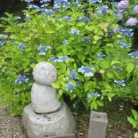 関西花の寺２５ゕ寺　第5日目　まずは　第1番札所　観音寺