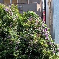 はやアサガオでしょうか