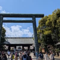 靖国神社の桜1　標本木