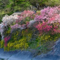 昼神温泉郷で花桃を楽しみました