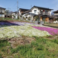 2021.04.02（金）　育心寮の芝桜