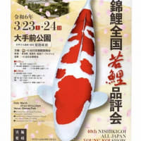　第40回錦鯉全国若鯉品評会　（大手前公園）　姫路市　2024．03．23