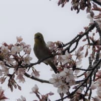 春の鳥