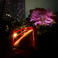 都内の夜桜ライトアップ