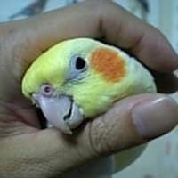 ニコちゃんのトサカは必須もん 鳥バカ日記
