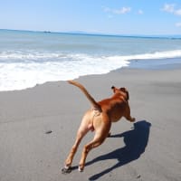 明日はBEACH CLEAN UPの日