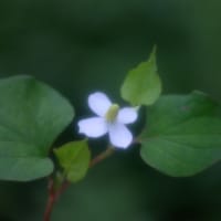 庭の花々・・・（3）