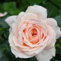 ガーデン  オブ  ローゼズ　〈Garden of Roses　バラ〉　