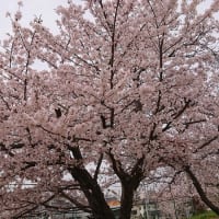 令和7年　桜