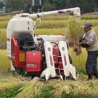 東電の幹部さんへ福島大波地区のお米に放射能汚染、周辺地区も汚染。農家の悲嘆さを分かるか！？