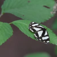 サンコウチョウなど