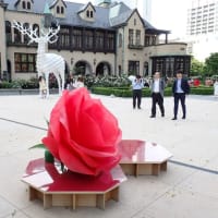 KIOI ROSE WEEK 2025