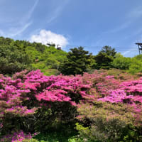 雲仙のミヤマキリシマ