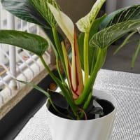 バーキン（観葉植物）その後