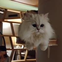 これってパワハラじゃない？