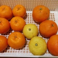 愛媛県西予市の柑橘詰め合わせ