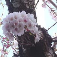 春ですね～！