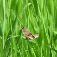 背中を向けたよ、コヨシキリ。
