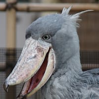 鳥の博物館 常設展のハシビロコウ - Marigold Sky 4