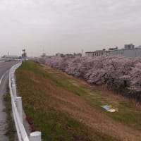 サイクリングして桜を眺めてきました