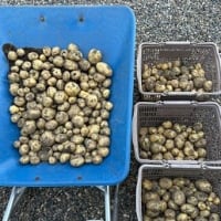 6月です。　じゃが芋を収穫しました。