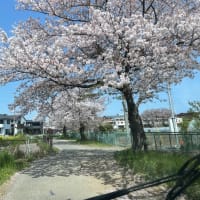 東浦和界隈の令和6年度の桜🌸は終演です！