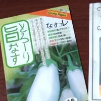 ナスの根出しを開始‘25
