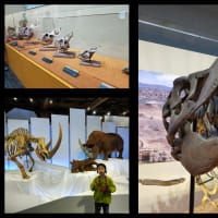 化石ハンター展＠名古屋市科学館