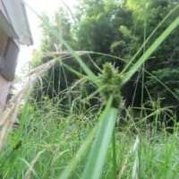 草刈り決行かな～
