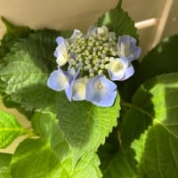 紫陽花🔵