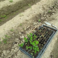 黒枝豆の植え付け