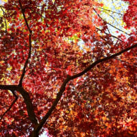 紅葉＿秋＿逆光