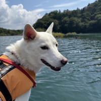 しらたまと精進湖カヌー