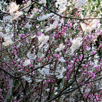 春の花
