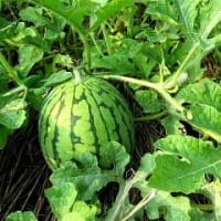 稲の葉っぱにとまる紅シジミ蝶