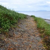 期待ほど降らず　唐芋収穫見込めず　2025/07/11（鹿児島）